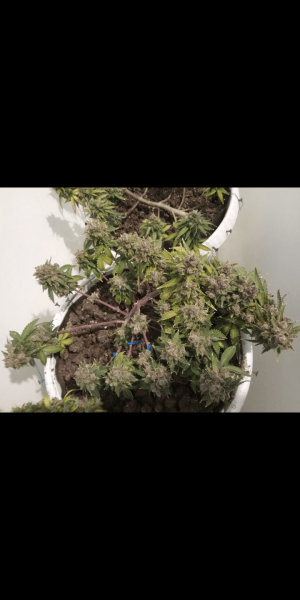 Screenshot_20230120-114235.png Screenshot_20230120-114235.png