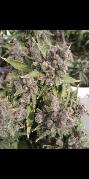 Screenshot_20230120-114245.png Screenshot_20230120-114245.png