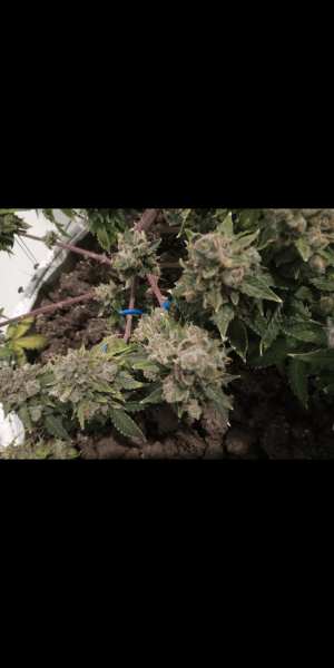 Screenshot_20230120-114258.png Screenshot_20230120-114258.png