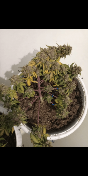 Screenshot_20230120-115921.png Screenshot_20230120-115921.png