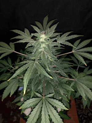 IMG_7690.JPG IMG_7690.JPG