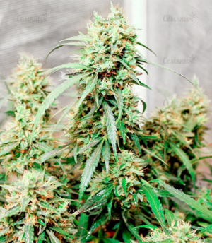 1674846442613.png 1674846442613.png