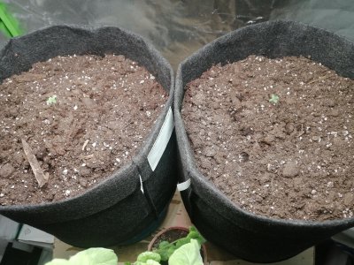 IMG_20230124_111647.cleaned.jpg IMG_20230124_111647.cleaned.jpg