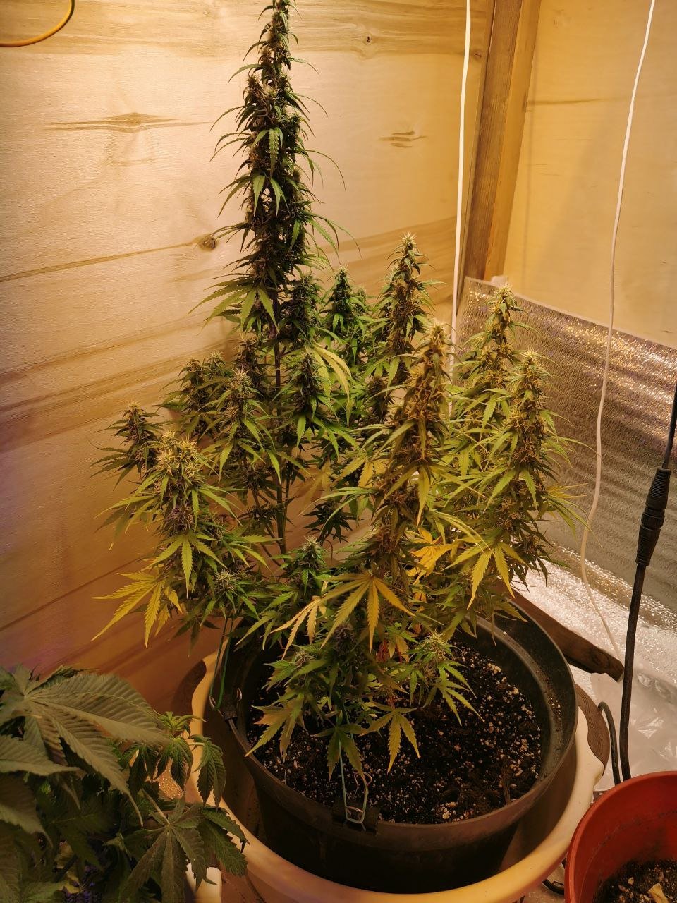 66 — копия.jpg