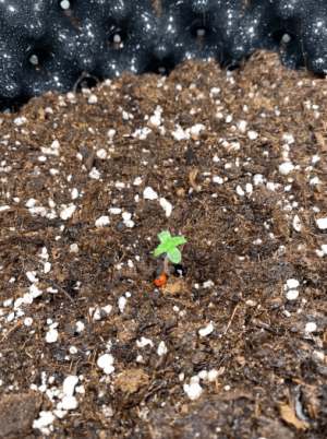 нецьеуцноуыено.png нецьеуцноуыено.png