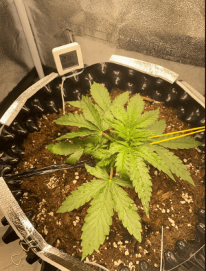 УКФУЕТКН.png УКФУЕТКН.png