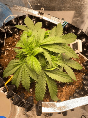 ЫКТКЕТЫКЕ.png ЫКТКЕТЫКЕ.png