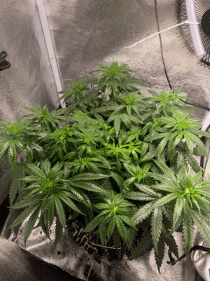 ЫКЕРЫТКЕР.png ЫКЕРЫТКЕР.png