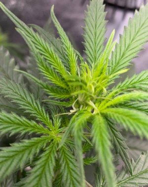 ФЫИФУ.jpg ФЫИФУ.jpg