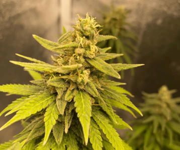 ФЕКТКЫТ.png ФЕКТКЫТ.png