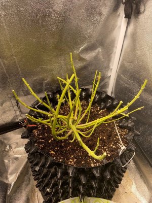 ЫРЬЫНКЬ.jpg ЫРЬЫНКЬ.jpg