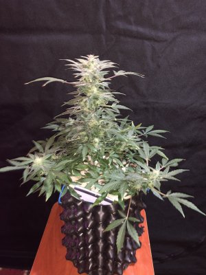 IMG_7794.JPG IMG_7794.JPG