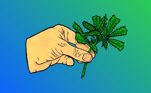 Как и когда пересаживать рассаду конопли