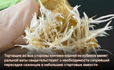 Когда пересаживать рассаду конопли