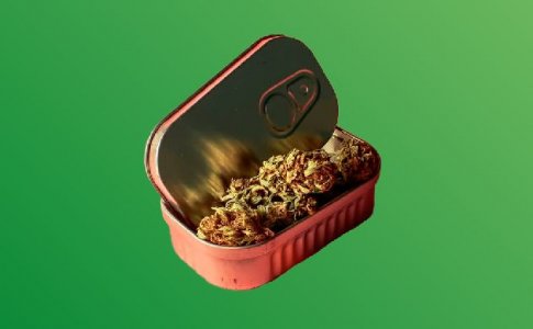 Может ли у каннабиса закончиться срок годности? Может ли у каннабиса закончиться срок годности?