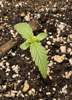 1675919372394.png 1675919372394.png