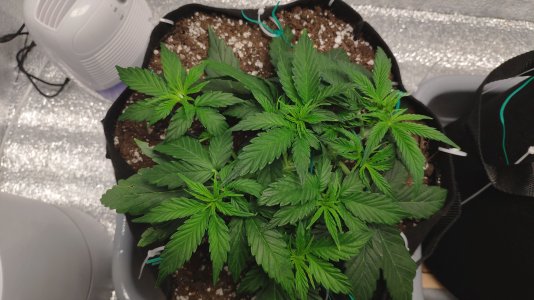 IMG_20230217_185428.jpg IMG_20230217_185428.jpg