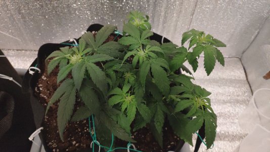 IMG_20230219_145205.jpg IMG_20230219_145205.jpg