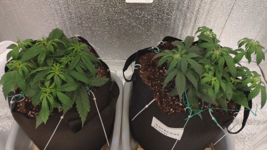 IMG_20230219_145220.jpg IMG_20230219_145220.jpg