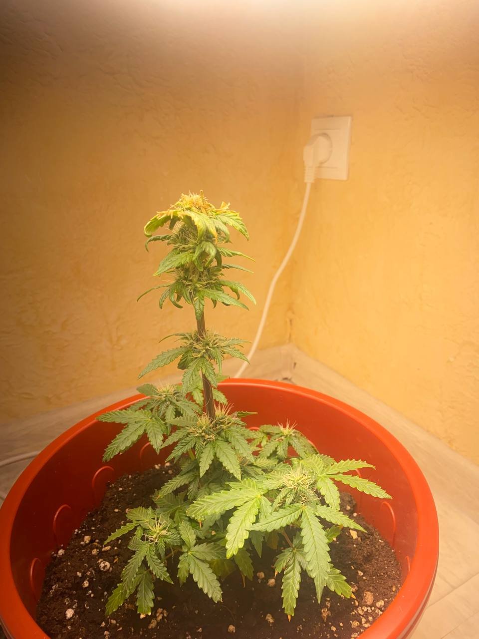 IMG_20221128_181939.jpg IMG_20221128_181939.jpg