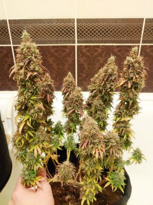 Marmalate Early vers 