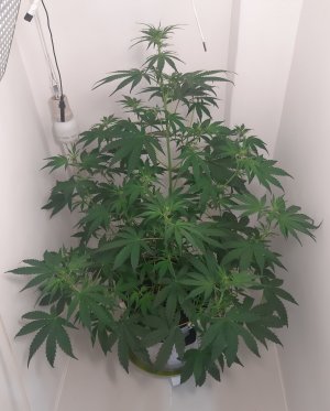 20230224_221730.jpg 20230224_221730.jpg