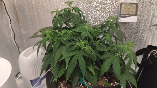 IMG_20230225_123039.jpg IMG_20230225_123039.jpg