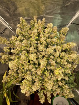 7587FB6F-26CD-4381-BEFE-CAD1FFCAF239.jpeg 7587FB6F-26CD-4381-BEFE-CAD1FFCAF239.jpeg