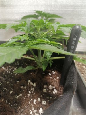 IMG_20230303_102234.jpg IMG_20230303_102234.jpg