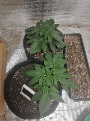 IMG_20230303_102432.jpg IMG_20230303_102432.jpg