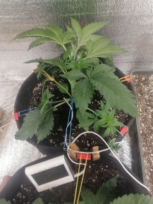 IMG_20230304_231327.jpg IMG_20230304_231327.jpg