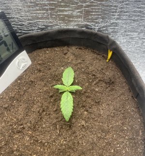 51645F05-DD11-45BF-BEB2-793B783E82DA.jpeg 51645F05-DD11-45BF-BEB2-793B783E82DA.jpeg