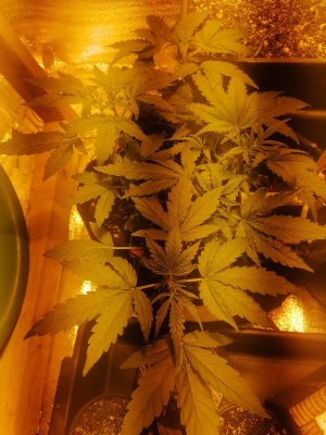 IMG_20230309_094545.jpg IMG_20230309_094545.jpg