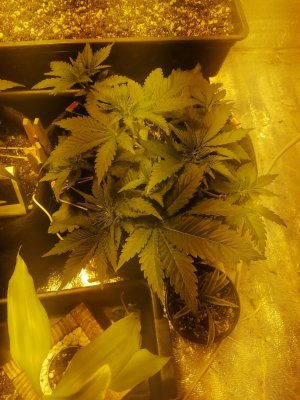 IMG_20230309_094551.jpg IMG_20230309_094551.jpg