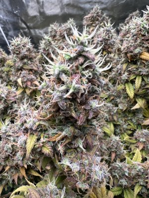 D78BFE43-63FF-48A3-A31A-E4BCC07D95A8.jpeg D78BFE43-63FF-48A3-A31A-E4BCC07D95A8.jpeg