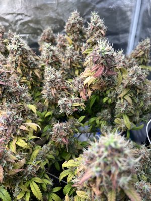 FF991800-E6F4-4A72-BAAA-61943AE0B42B.jpeg FF991800-E6F4-4A72-BAAA-61943AE0B42B.jpeg