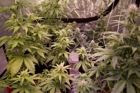 DSC04500.jpeg DSC04500.jpeg