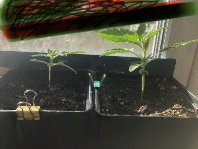 BCFB9F43-7BF5-461C-A61A-205CAEC345A1.jpeg BCFB9F43-7BF5-461C-A61A-205CAEC345A1.jpeg