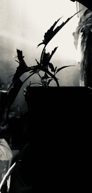 F5C9FB39-6ECA-4088-9FB9-0B3AD8B1B28F.jpeg F5C9FB39-6ECA-4088-9FB9-0B3AD8B1B28F.jpeg