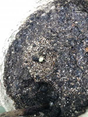 30E8A2EF-FC3E-4DFA-ABB3-AF0D290D3AD3.jpeg 30E8A2EF-FC3E-4DFA-ABB3-AF0D290D3AD3.jpeg