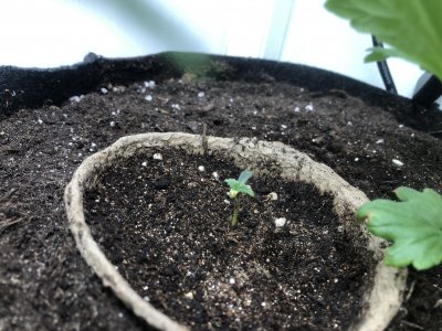 2D953AE4-1303-4541-A93B-B892148D242D.jpeg 2D953AE4-1303-4541-A93B-B892148D242D.jpeg