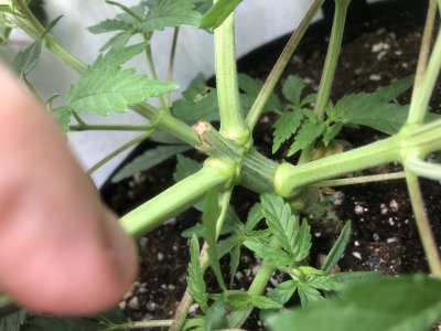 432BDD7A-7862-46B1-AF93-09202DE5E3E8.jpeg 432BDD7A-7862-46B1-AF93-09202DE5E3E8.jpeg