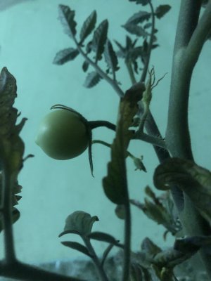 B1C12E5A-F7F2-4F99-8D77-A278A846486B.jpeg B1C12E5A-F7F2-4F99-8D77-A278A846486B.jpeg