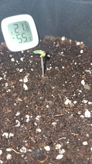 IMG_2023_03_19_21_46_09_861474452328240117804.jpg IMG_2023_03_19_21_46_09_861474452328240117804.jpg