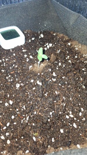 IMG_2023_03_21_15_42_46_4956233192497554677147.jpg IMG_2023_03_21_15_42_46_4956233192497554677147.jpg