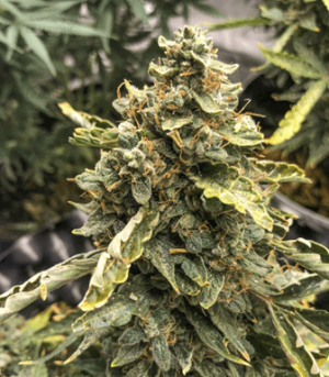 1679755430583.png 1679755430583.png