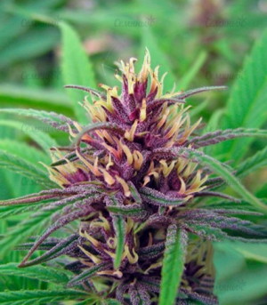 1679755434715.png 1679755434715.png