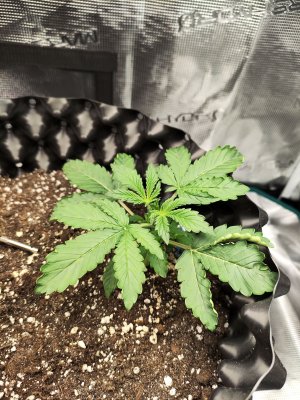 IMG_20230218_184406.jpg IMG_20230218_184406.jpg