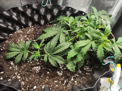 1677227537943.jpg 1677227537943.jpg