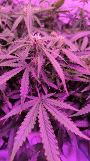 29 (4).jpg 29 (4).jpg